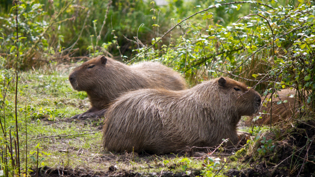 Wildlife and Animal Attractions in the Isle of Man | Visit IOM