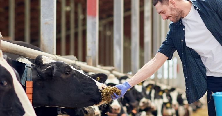 Stay On A Working Manx Farm 